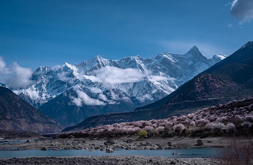 雪山下的桃花。張靜攝