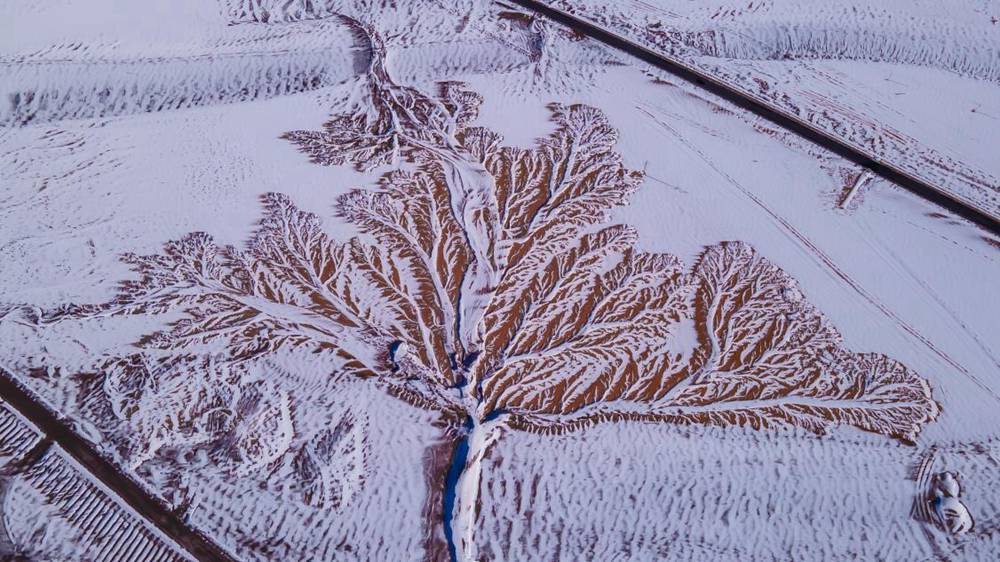 雪中“大樹”。邊巴多吉攝