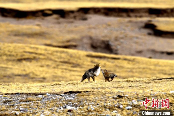 來自媽媽的愛！高原藏狐母子嬉戲畫面暖人心