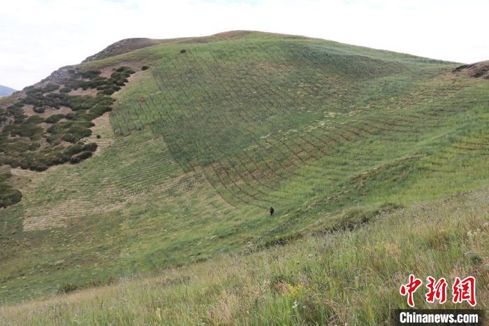 四川省阿壩州若爾蓋縣草原沙化治理后。若爾蓋縣林業(yè)和草原局供圖
