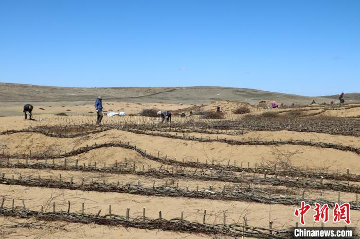 工作人員編織高山柳沙障。若爾蓋縣林業(yè)和草原局供圖