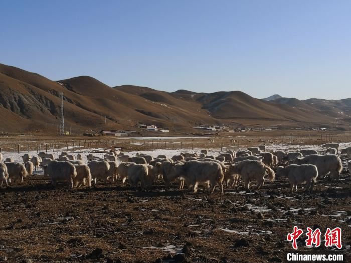 圖為甘肅天祝白牦牛。(資料圖) 南如卓瑪 攝