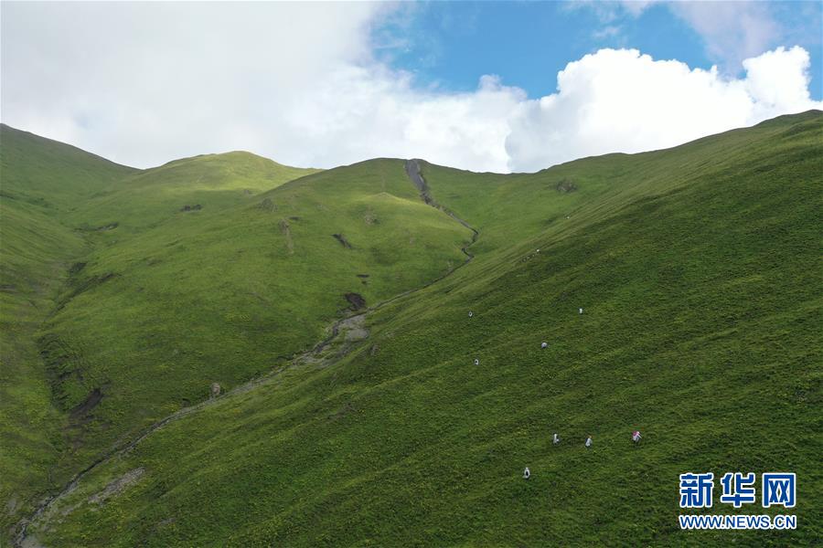 (社會)(7)夏日采藥季