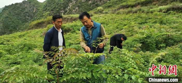 圖為張金利調(diào)研適合阿拉村種植的農(nóng)作物，經(jīng)過不斷改良技術(shù)后，產(chǎn)量大大提高。(資料圖)甘肅省水利廳供圖