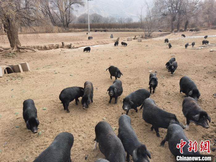 圖為藏香豬?！∑钤鲚?攝