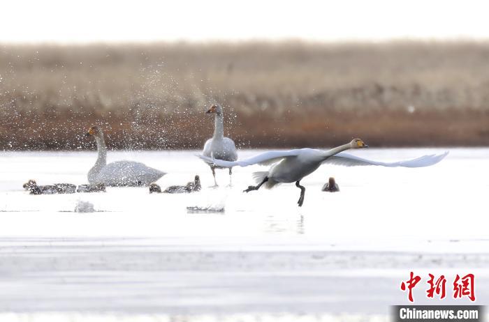 四川省阿壩州若爾蓋縣麥溪鄉(xiāng)的大天鵝?！“苍?攝