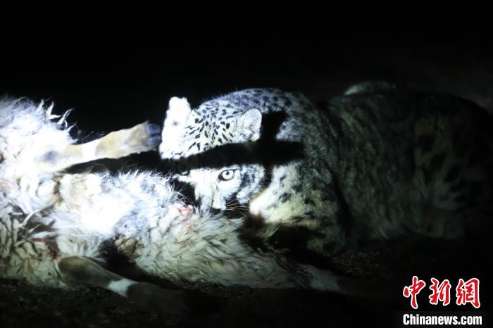 長江源、瀾滄江源啟動旗艦物種雪豹及棲息地保護(hù)項目