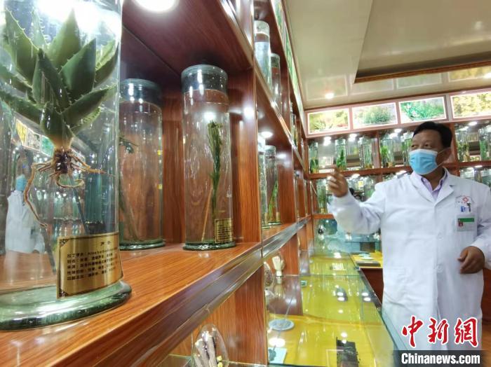 甘肅省甘南藏族自治州碌曲縣藏醫(yī)院副院長看照加近30年的從醫(yī)工作，堅(jiān)持中藏醫(yī)特色優(yōu)勢相結(jié)合診療方法。　張婧 攝