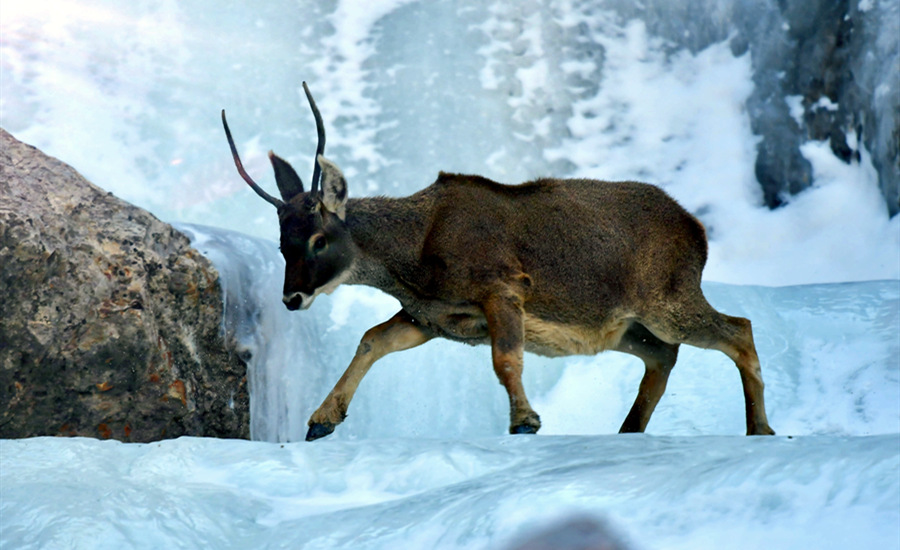 活躍在青海省海西州柏樹山的白唇鹿。巴圖那生攝