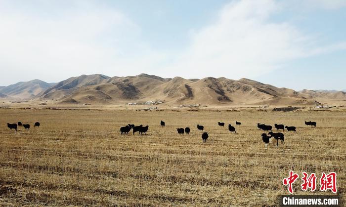 青海貴南:草原“黑珍珠”良種繁育助牧民增收