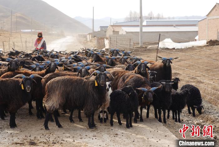 圖為牧民家的黑藏羊?！●R銘言 攝