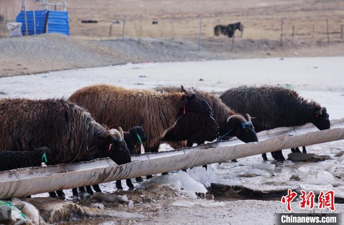 圖為黑藏羊正在喝水?！●R銘言 攝