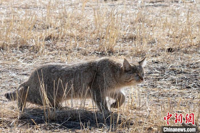 圖為拍攝到的荒漠貓?！O春生 攝