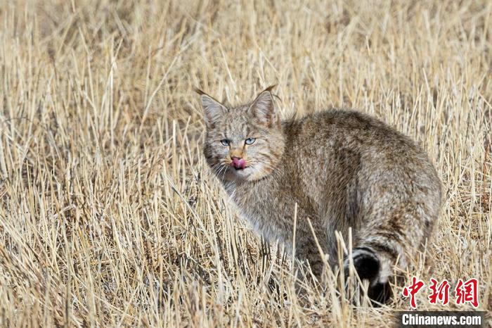 圖為拍攝到的荒漠貓?！O春生 攝