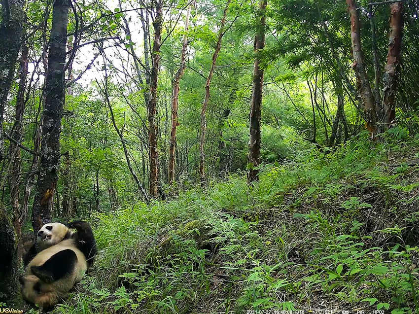 紅外相機拍攝到的野生大熊貓。平武縣融媒體中心供圖