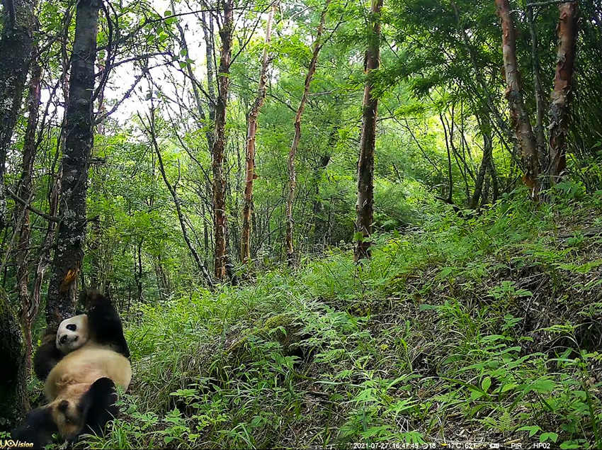紅外相機拍攝到的野生大熊貓。平武縣融媒體中心供圖