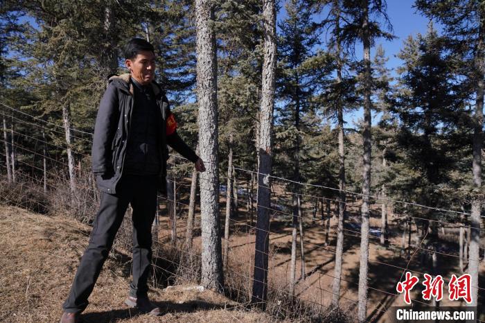 圖為桑杰加檢查林場防護網。　馬銘言 攝