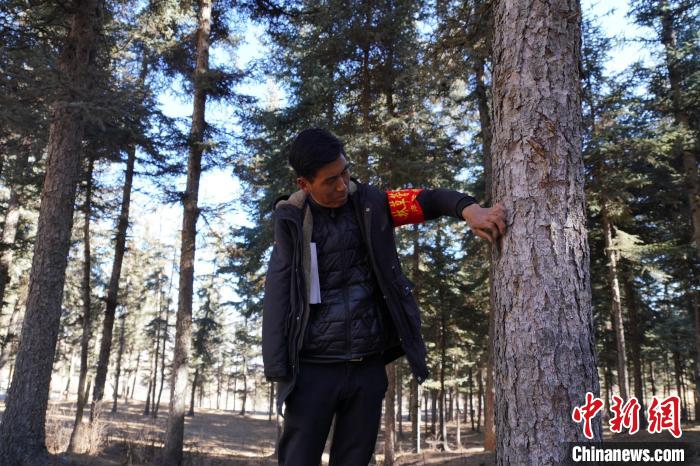 圖為桑杰加檢查林場樹木是否有病蟲害。　馬銘言 攝