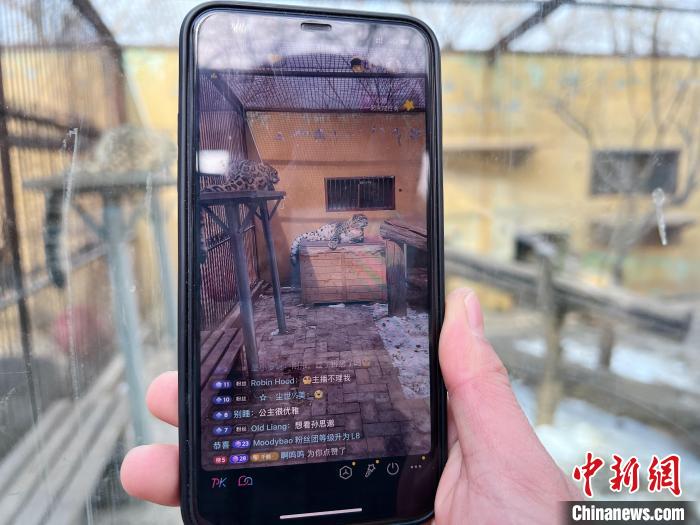 圖為雪豹“奶爸”史壽軍正在直播?！●R銘言 攝