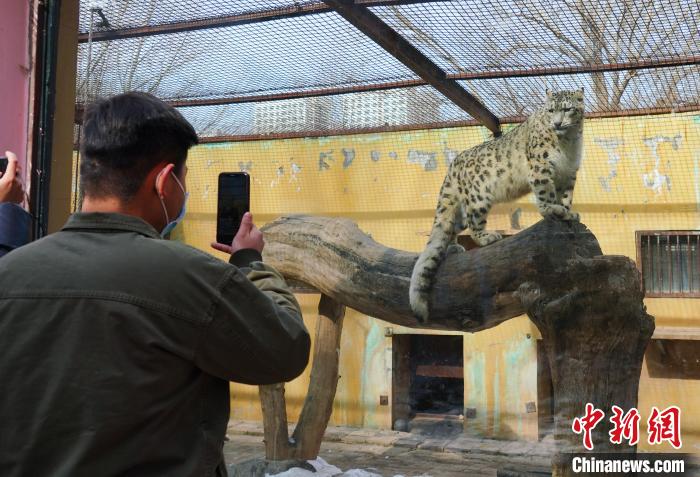 圖為雪豹“奶爸”史壽軍正在直播?！●R銘言 攝