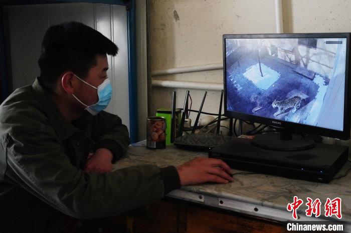 圖為雪豹“奶爸”史壽軍通過監(jiān)控察看雪豹情況?！●R銘言 攝