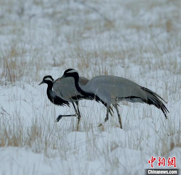 在若爾蓋濕地的蓑羽鶴。　尚東機(jī) 攝