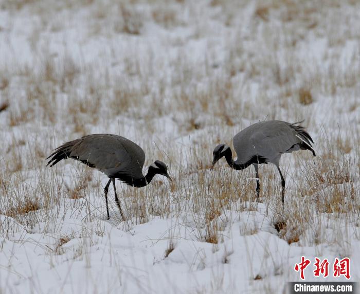 在若爾蓋濕地的蓑羽鶴?！∪魏吻?攝