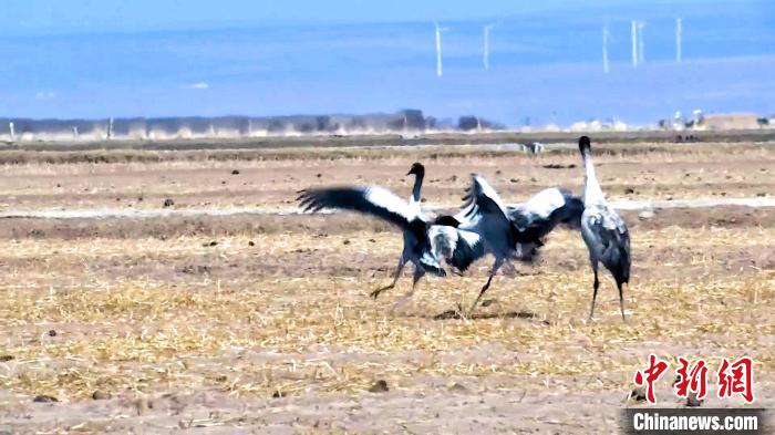 圖為黑頸鶴追逐嬉戲?！￡惷髡?攝