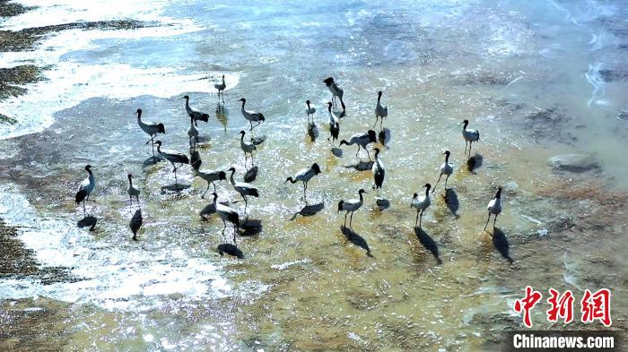 圖為黑頸鶴群駐足休憩?！￡惷髡?攝