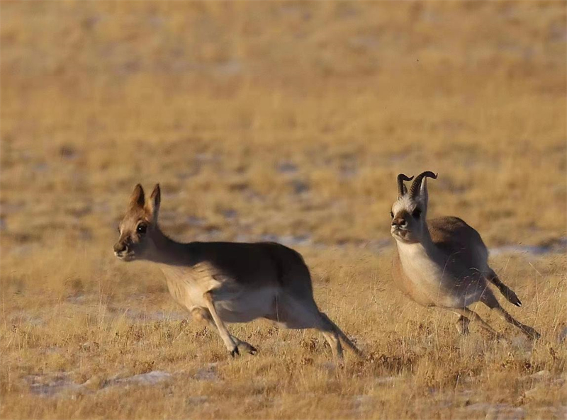 藏羚羊。圖片來源：農(nóng)牧民大自然攝影隊(duì)