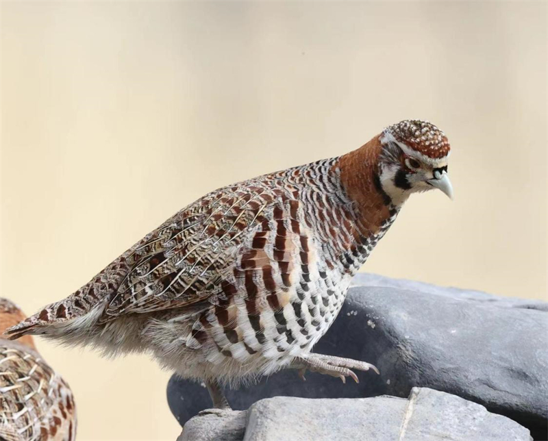 高原山鶉。圖片來源：農(nóng)牧民大自然攝影隊(duì)