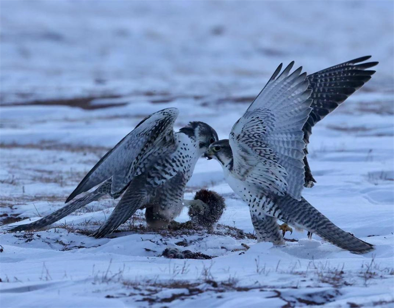 獵隼。圖片來源：農(nóng)牧民大自然攝影隊(duì)