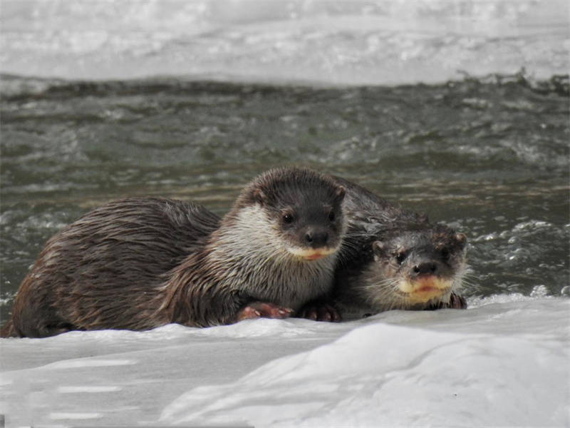 歐亞水獺。圖片來源：農(nóng)牧民大自然攝影隊(duì)