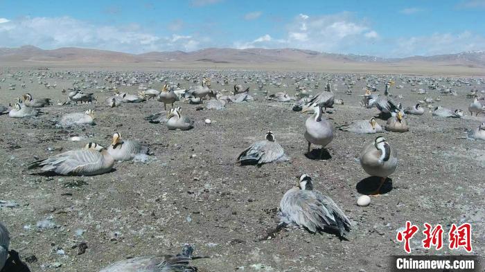 圖為斑頭雁在空地上孵蛋?！【G色江河 供圖