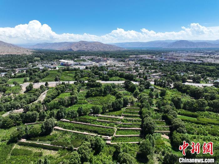 航拍貴德縣黃河岸畔綠意盎然?！●R銘言 攝