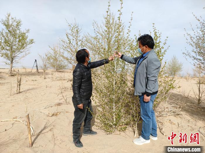 柴達木盆地的護林員：守護，只為那一片綠