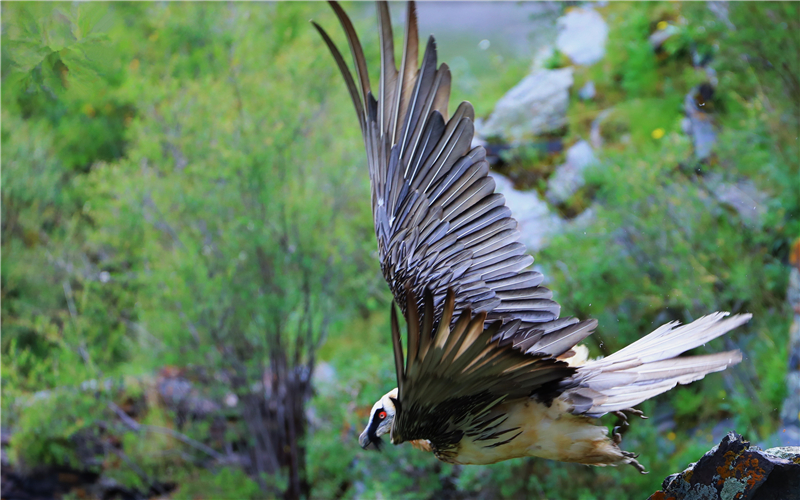 胡兀鷲。江文江措攝