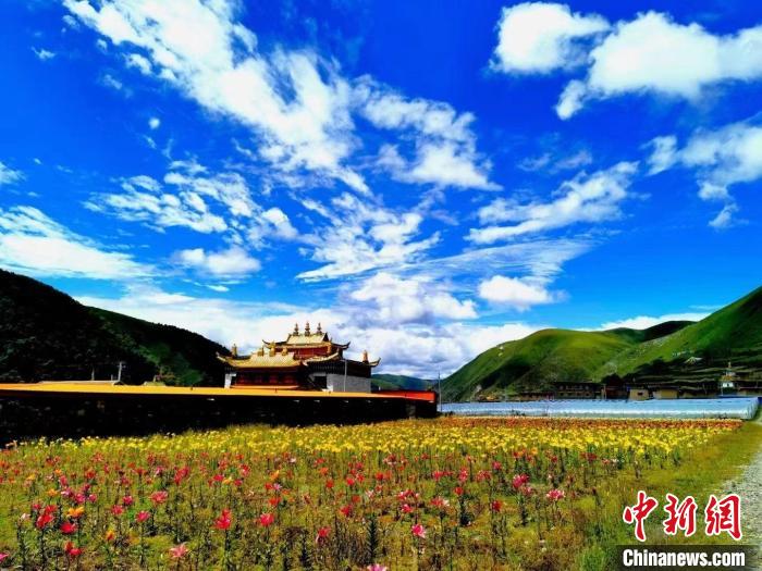 近百畝百合花競相開放，景色誘人?！∪捞量h委宣傳部供圖