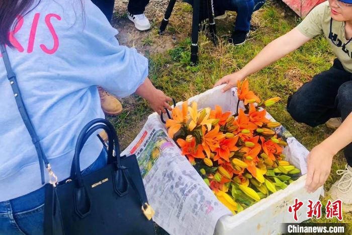 村民采摘百合花。　壤塘縣委宣傳部供圖