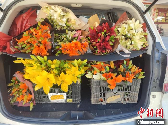 剛剛采摘下來的百合花。　壤塘縣委宣傳部供圖