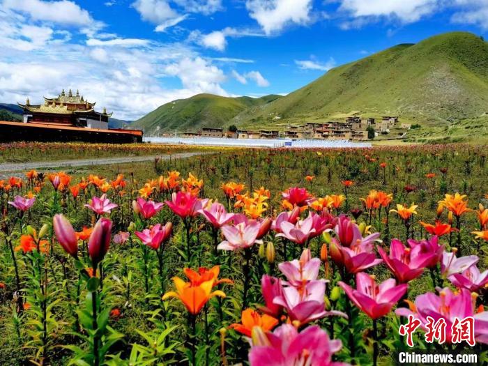 近百畝百合花競相開放，景色誘人?！∪捞量h委宣傳部供圖