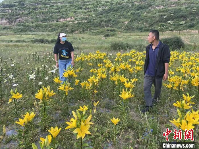 村民采摘百合花?！∪捞量h委宣傳部供圖