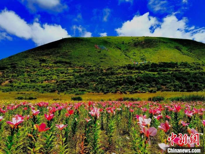 近百畝百合花競相開放，景色誘人?！∪捞量h委宣傳部供圖