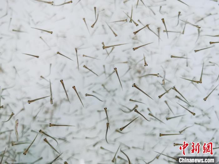 探訪青海湖湟魚“育嬰室”：“密集”育苗，體重10克放流