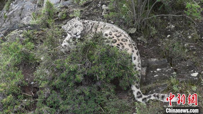 圖為雪豹向牧民攝影師方向張望。(資料圖) 公尕日 攝
