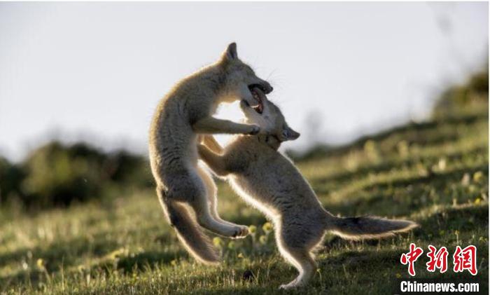 圖為郝進(jìn)芳的作品《難分勝負(fù)》?！∏嗪Ｊ∑钸B山自然保護(hù)協(xié)會(huì)供圖