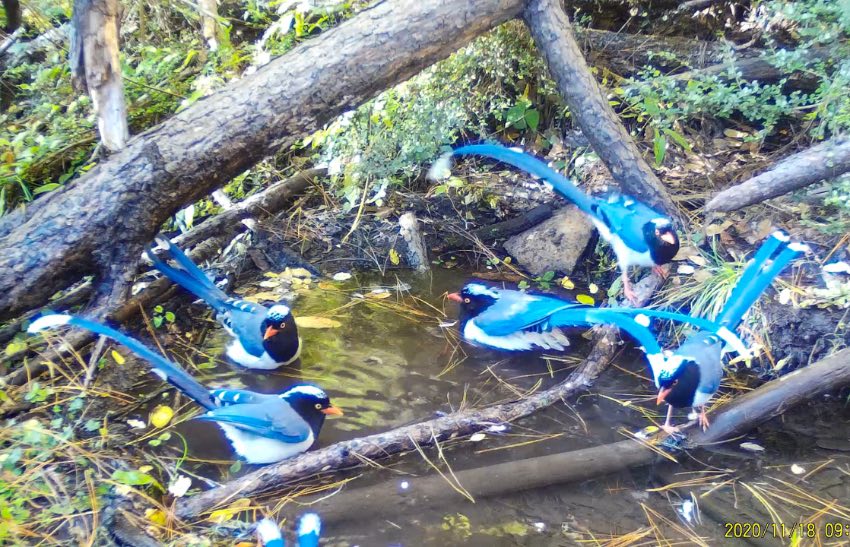 紅嘴藍(lán)鵲。涼山州委宣傳部供圖