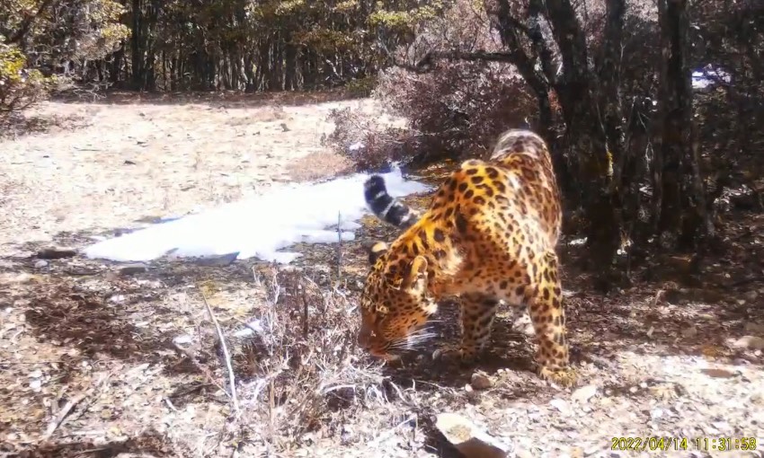 金錢豹。涼山州委宣傳部供圖