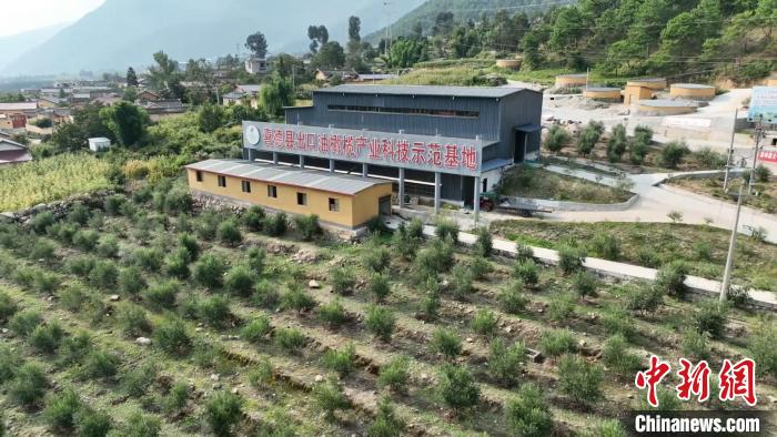 伍合村的油橄欖種植基地?！「呒午?攝