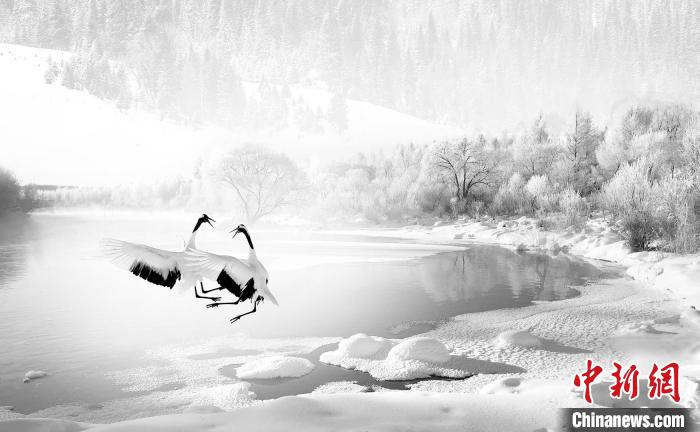 圖為焦生福的作品《鶴嬉雪林》?！∏嗪Ｊ∑钸B山自然保護協(xié)會供圖